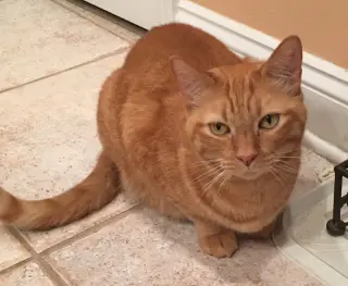 Zak