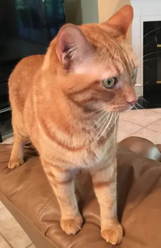 Zak