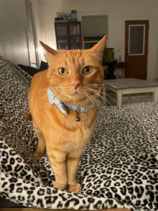 Zak