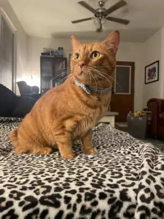 Zak