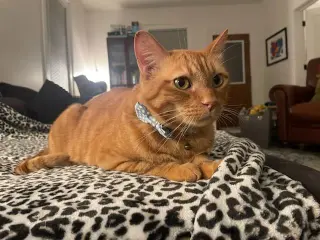 Zak