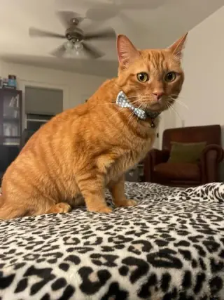 Zak