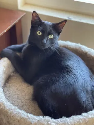 ABEL
