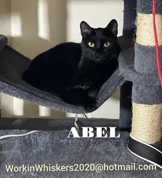 ABEL