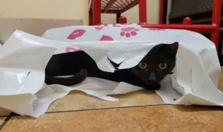 ABEL