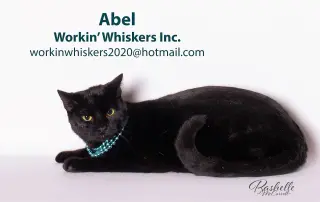 ABEL