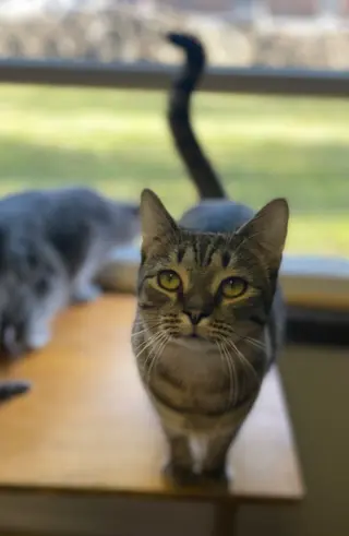 Zuri
