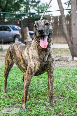Cora