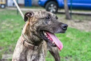 Cora