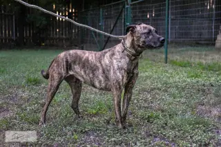 Cora