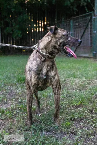 Cora