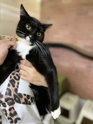 Maia