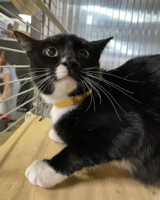 Maia
