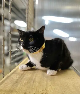 Maia