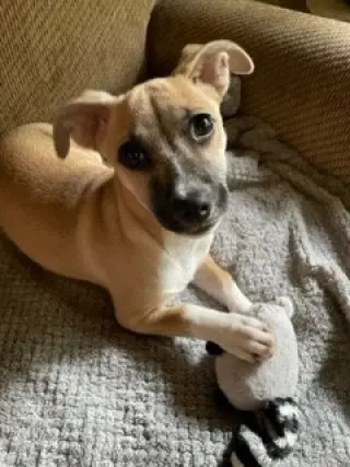 Evie