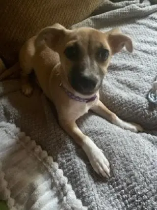 Evie