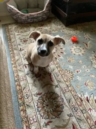 Evie