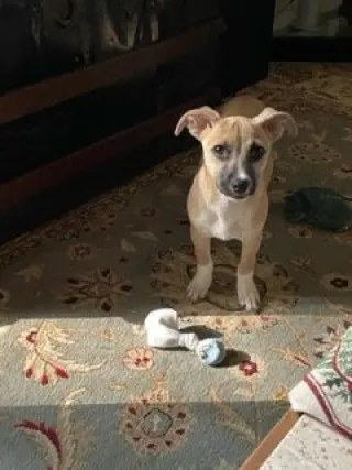 Evie