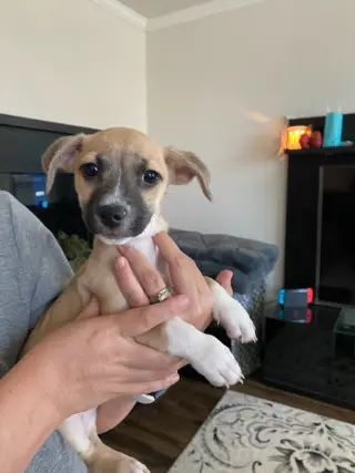 Evie