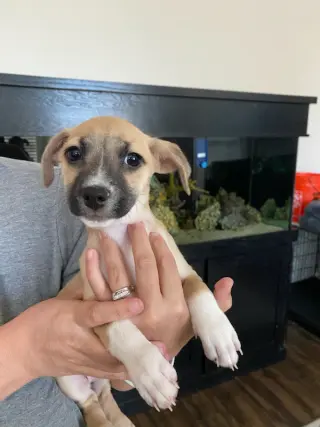 Evie