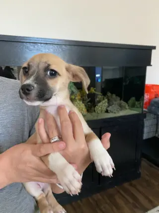 Evie