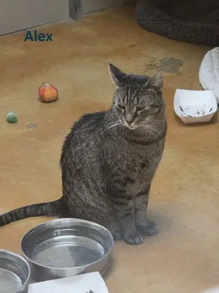 Alex