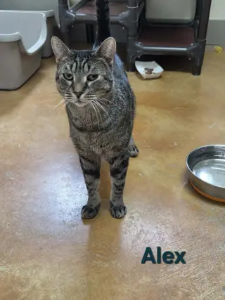 Alex