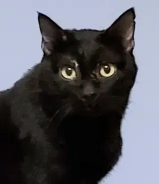 Blushy Panther
