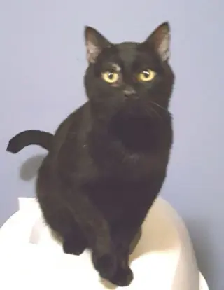 Blushy Panther