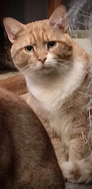 Bon Avalon
