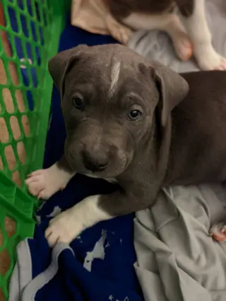 Norman