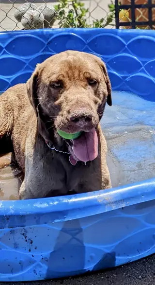 Delilah