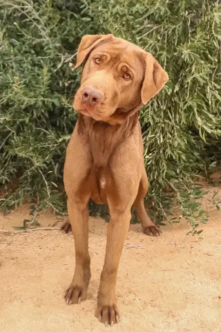 Delilah
