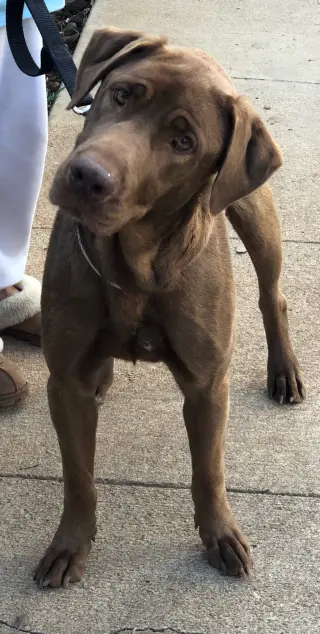 Delilah