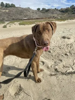 Delilah