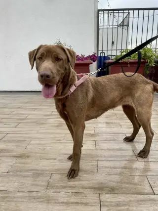 Delilah