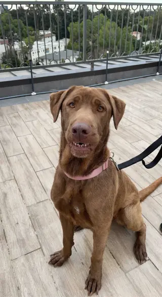Delilah