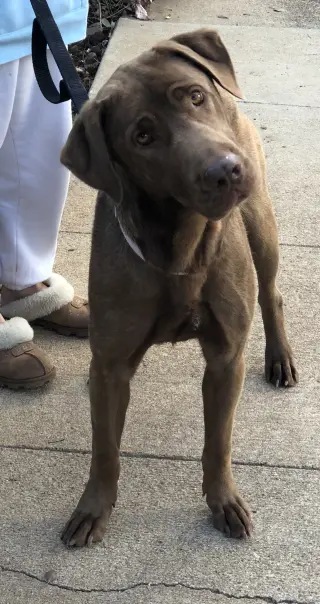 Delilah