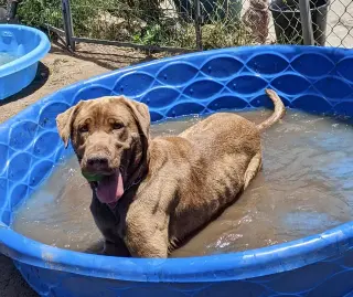 Delilah