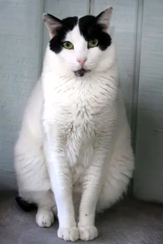 Bosik