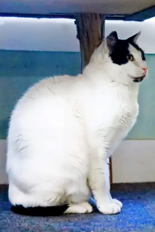Bosik