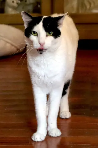 Bosik