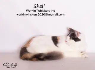 SHELL