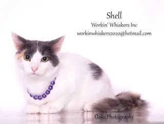 SHELL