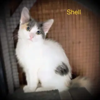 SHELL