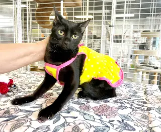 Pamela