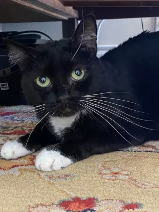 Meredith