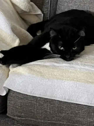 Meredith