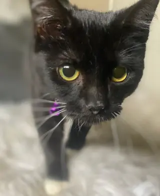 Meredith