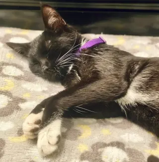 Meredith
